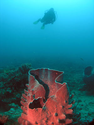 Sin Reef