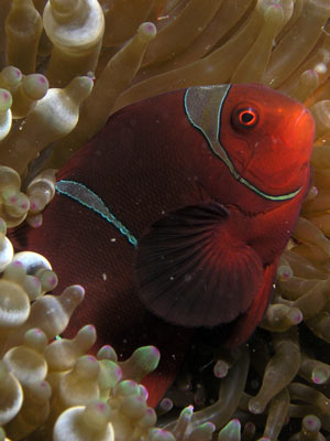 Sin Reef