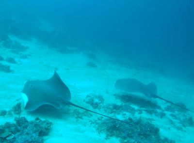 Two rays
