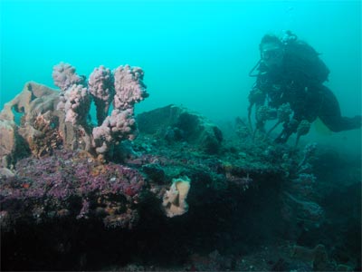 Six Fathom Reef Sea Tulip