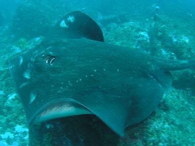 Skillion Cave Bullray