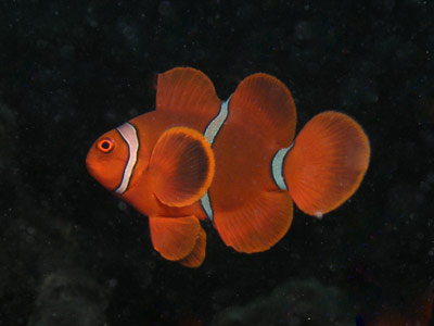 SML Reef