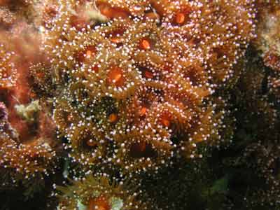 Jewel Anemones
