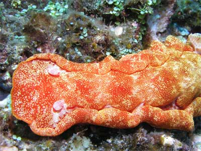Spanish dancer