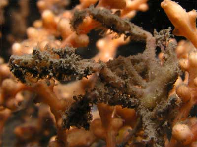 Spider crab