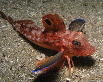 Spiny Gurnard