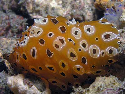 Spotted Dendrodoris