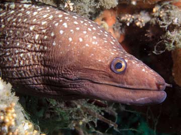 Spotted Moray Eel