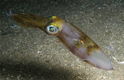 Squid