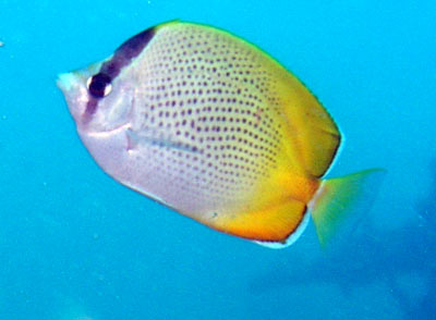 Gold Coast Seaway