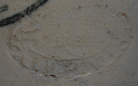 Tooths Stone Beer Bottle
