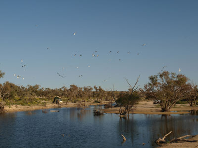Strzelecki Crossing