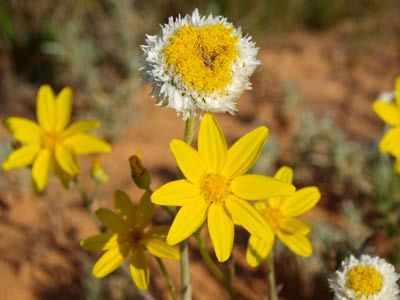 Wildflowers