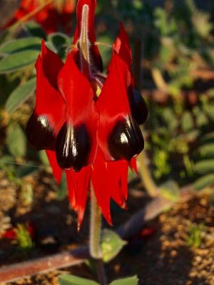 Sturts Desert Pea