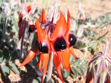 Sturts Desert Pea