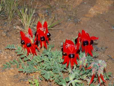 Sturts Desert Pea