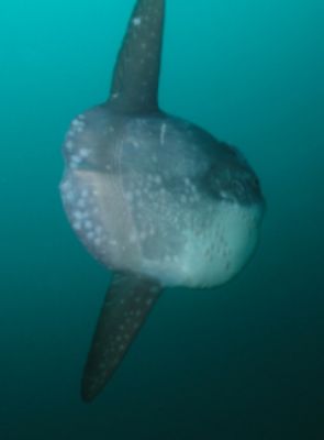 Sunfish