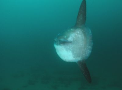 Sunfish
