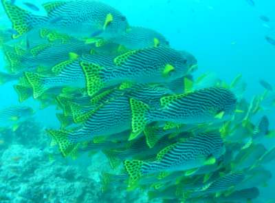 Diagonal banded sweetlips