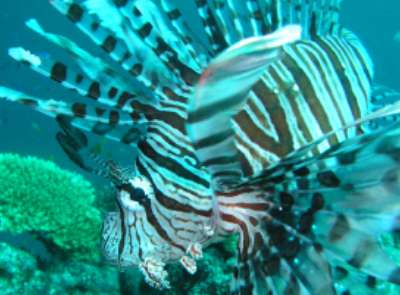 Red firefish
