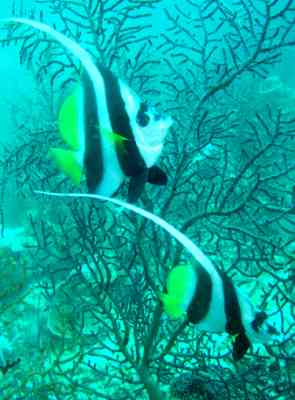 Bannerfish