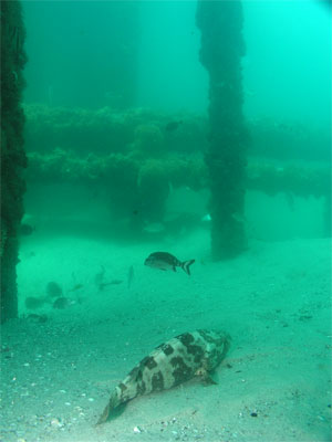 Swansea Bridge Estuary Cod