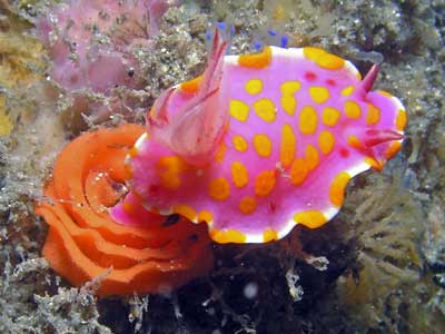 Sweet Ceratosoma