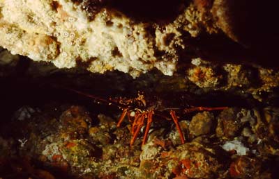 Taravana Cave