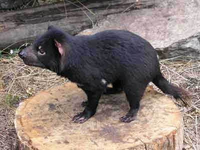 Tasmanian Devil