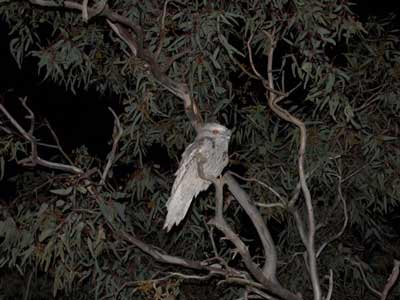 Tawny Frogmouth