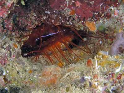 Electric clam The Cathedral