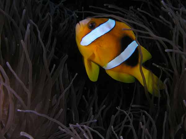 Clownfish The Cathedral