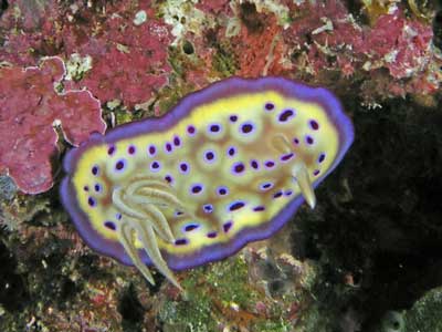 Kunes chromodoris