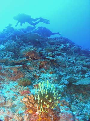 The Cathedral Reef