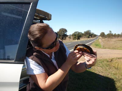 Lucky the Tortoise