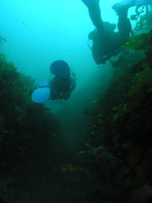 Trap Reef
