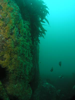 Trap Reef