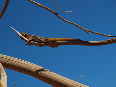 Tree Lizard