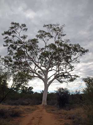 Trephina Gorge Ghost Gum