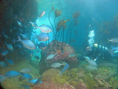 Trevors Rock