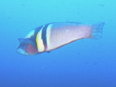 Trevors Rock