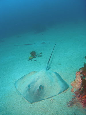 Trevors Rock