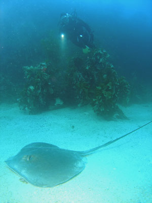 Trevors Rock