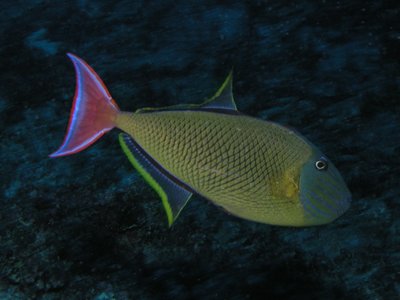 Triggerfish