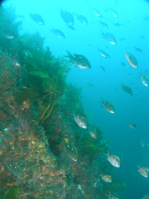 True Love Reef