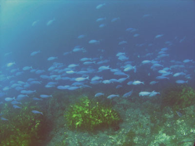 True Love Reef