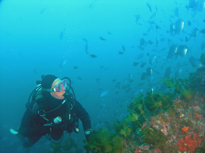 True Love Reef