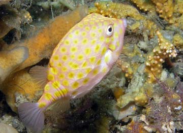 Eastern smooth boxfish