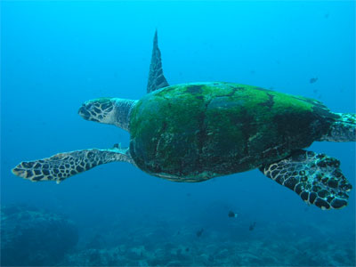 Turtle