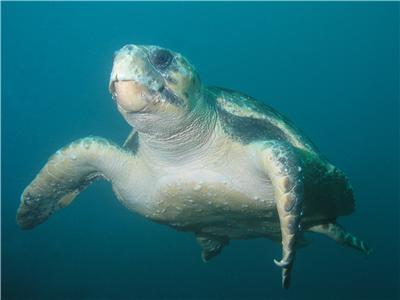 Green turtle